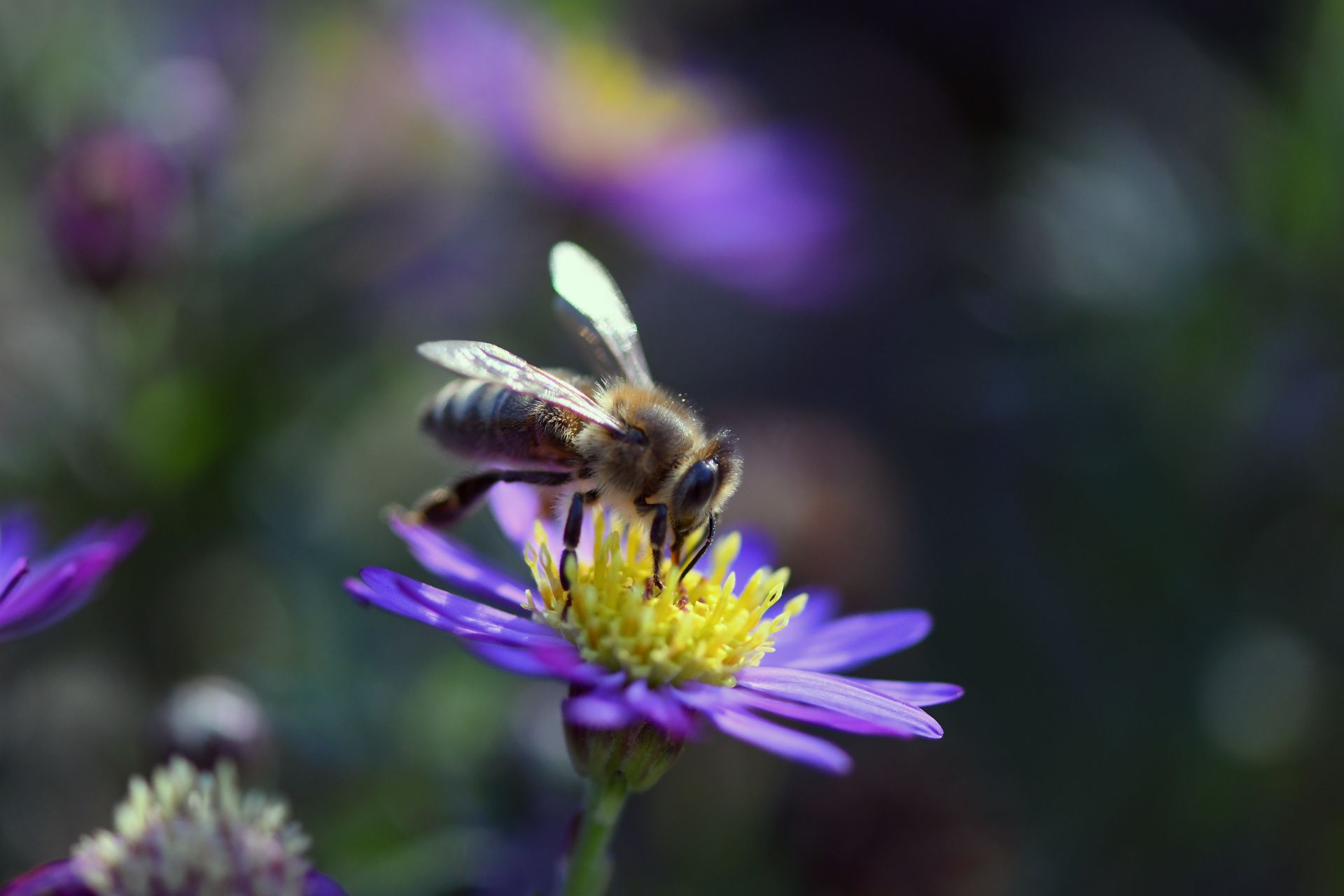 Wieldbiene auf Blüte